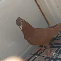 زاغ|پرنده|ایذه, |دیوار