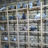 کبوتر پرنده