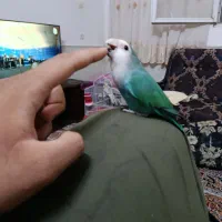 کوتوله شیطون باهوش دستی|پرنده|قم, تولید دارو و یخچال|دیوار