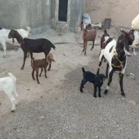 بز وبزقاله خارجی|حیوانات مزرعه|بیلوار, |دیوار