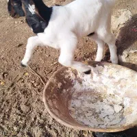 بوزدوقلوزا جوان با2ته بوزغاله|حیوانات مزرعه|اشتهارد, |دیوار