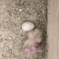 عروس هلندی|پرنده|رشت, فلسطین|دیوار