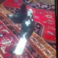 یه جوفت کفترساعت سنگین ۵۰۰|پرنده|قرچک, زیبا شهر|دیوار