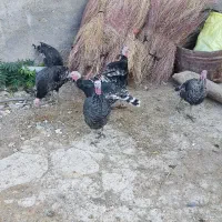 غاز و بوقلمون فروشی|حیوانات مزرعه|بیرانوند, |دیوار