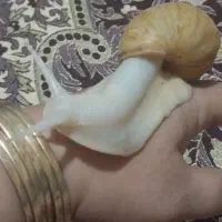 ۵عددحلزون بزرگ تخم گذار