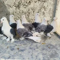 دوکت جکسون|پرنده|اصفهان, ارغوانیه|دیوار