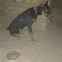 توله سگ دوبرمن|سگ|یزد, |دیوار