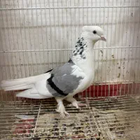 کبوتر پاپر خال تو گردن