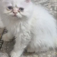 بچه گربه پرشین