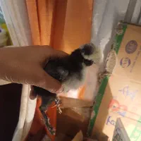 فروش جوجه|حیوانات مزرعه|لنگرود, |دیوار