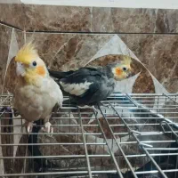 جفت عروس هلندی شرط مولد نر دستی ۳تا تخم هم دارن