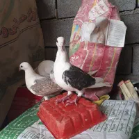 کبوتر پلاکی گرده دار الشتر
