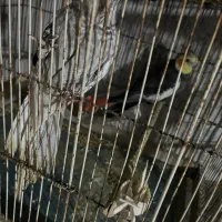 عروس هلندی جفت به شرط نطفه|پرنده|شاهین‌شهر, حافظ شمالی|دیوار