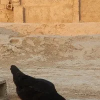 مرغ محلی اصل|حیوانات مزرعه|آبپخش, |دیوار