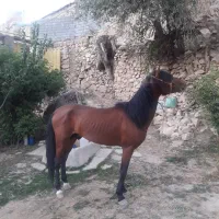 اسب نریان خیلی اروم