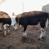 فروش گوساله