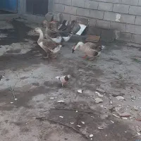 فروش توافق