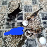 واگذاری 5تابچه گربه2ماهه