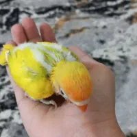 4جوجه طوطی برزیلی نژاد نقابدار و پاربلو