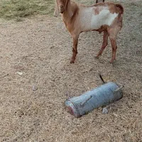 کهره