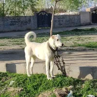 سگ الابای اصیل