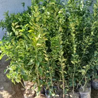 نهال نارگیل و گل های گرمسیری|گل و گیاه طبیعی|بندرعباس, |دیوار