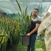 سانس ابلق|گل و گیاه طبیعی|آمل, |دیوار
