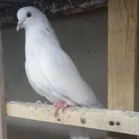 کفتر سرور|پرنده|ماهدشت, |دیوار