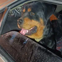 سگ روتوایلر