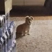 تریر اشپیتز