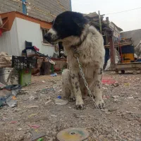 سگ قدرجونی چمبر|سگ|ابریشم, |دیوار