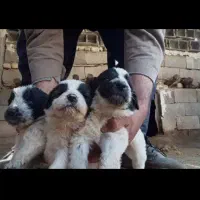 واگذاری  سگ قدرجونی