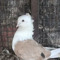 چند جفت نر و ماده|پرنده|بهبهان, |دیوار