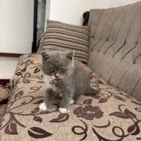 بچه گربه بریتیش