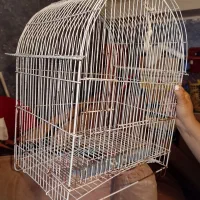 قفس پرنده|لوازم جانبی حیوانات|قزوین, |دیوار