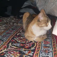 گربه یه هفته هست برنگشته خونه|حیوانات|اردبیل, |دیوار