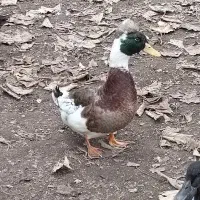 اردک نر کاکلی