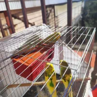 2جفت مرغ عشق|پرنده|رضوانشهر, |دیوار