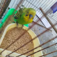 یک عدد مرغ عشق خوش رنگ