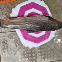 ارس ماهی|ماهی|صوفیان, |دیوار