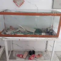آکواریوم