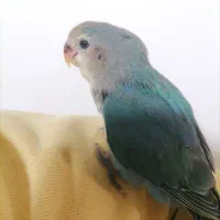 طوطی برزیلی رنگ خاص