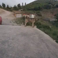 سگ پژدر|سگ|کامیاران, |دیوار