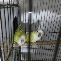 راهب آماده آماده|پرنده|بابل, |دیوار