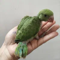 جوجه ملنگو سرلاکی عروس مرغ عشق رینبو روی جوجه