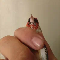 سهره چانه سفید اروپایی گل قفل