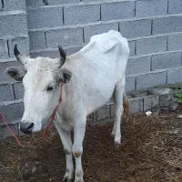 گاو جوان|حیوانات مزرعه|رشت, حومه رشت|دیوار