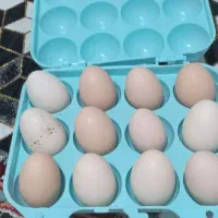 تخم مرغ گلین لری