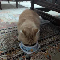 واگذاری گربه|گربه|اردکان, |دیوار