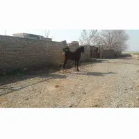 مادیان عرب|اسب و تجهیزات اسب‌سواری|تهران, فرحزاد|دیوار